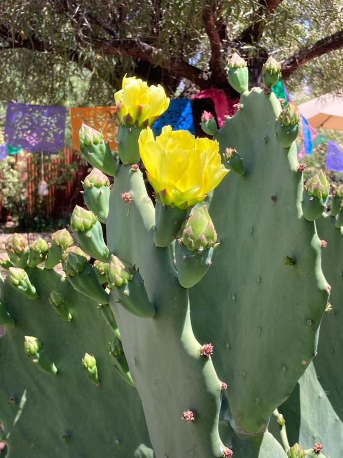 Casa Azul - Cute Centrally Located Adobe With Large Fenced Outdoor Living For Pets And Adults, Non-Smoking Tucson Exteriör bild